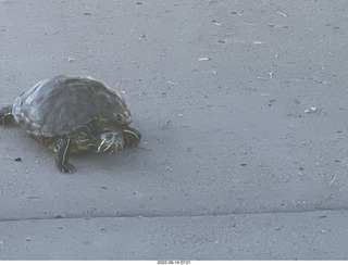Arizona Greenbelt - red ear slider turtle (Thanks, Tami)