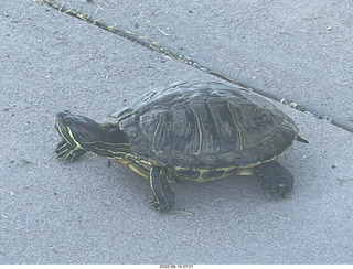Arizona Greenbelt - red ear slider turtle (Thanks, Tami)