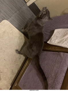 my cat Devin in Miss Pris's safe space bathroom