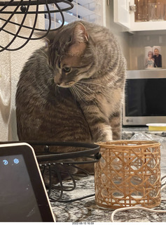 cat Potato