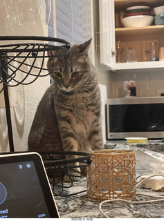 cat Potato