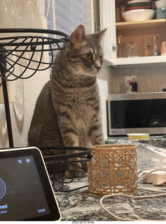 cat Potato