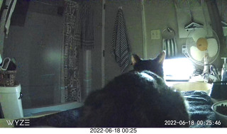 my cat Miss Pris in her safe space