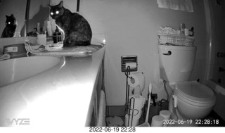 my cat Miss Pris in the dark