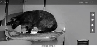 my cats Jane and Miss Pris - snack trick to get them together