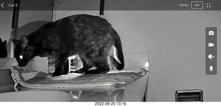 my cat Miss Pris in the dark