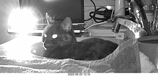 my cat Miss Pris in the dark