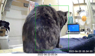 my cat Miss Pris in the dark