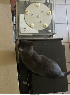 my cat Jane in my clothing rack