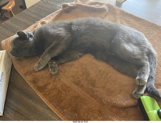 my cat Jane on the table