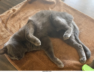 my cats Jane and Miss Pris - snack trick to get them together