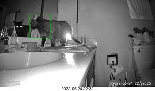 my cat Miss Pris at night