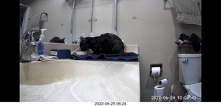 my cat Miss Pris at night