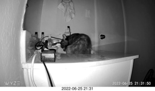 my cat Miss Pris at night