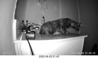 my cat Miss Pris at night