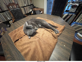 my cat Jane on the table