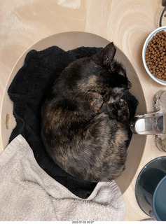 my cat Miss Pris at night