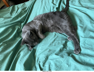 my cat Devin enjoying the bed in a new place