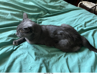 my cats Jane and Devin on my computer table