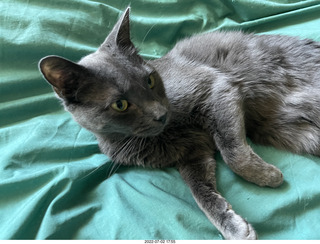 my cat Devin enjoying the bed in a new place