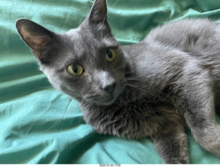 house construction - my cat Devin