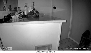 my cat Miss Pris at night