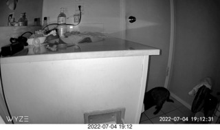 my cat Miss Pris at night