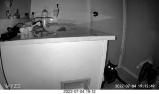 my cat Miss Pris at night