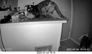 my cat Miss Pris at night