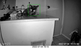 my cat Miss Pris at night