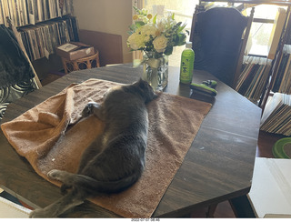 my cat Jane on the table