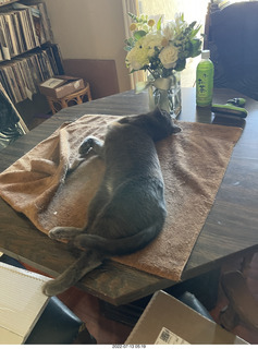 my cat Jane on the table