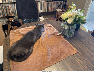 my cat Jane and my floral arrangement