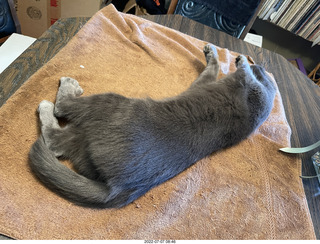 my cat Jane on the table