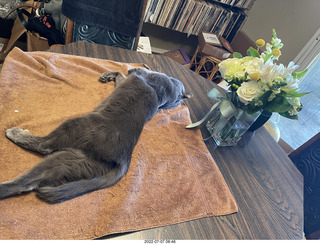 my cat Jane and floral arrangement