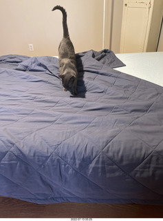 323 a1h. home constructions done - my cat Devin on my new bed