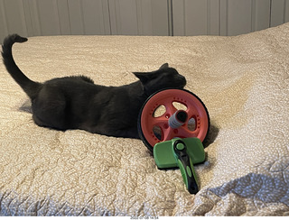 home construction done - my cat Devin and his usual bed toys