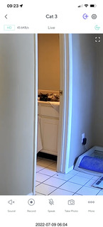 my cat Miss Pris at night