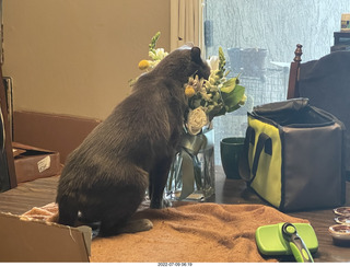 my cat Jane eating floral arrangement