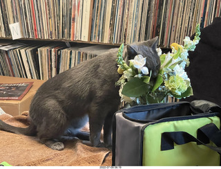 floral arrangement on my table + my cat Jane