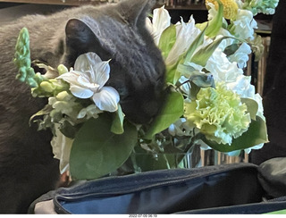 my cat Jane eating floral arrangement