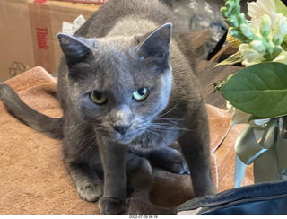 my cat Jane finished eating floral arrangement
