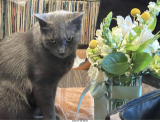 my cat Jane finished eating floral arrangement
