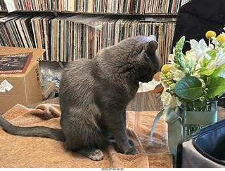 my cat Jane finished eating floral arrangement