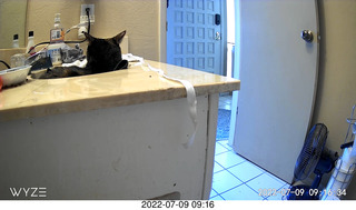 my cat Miss Pris at night