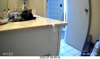 my cat Miss Pris at night