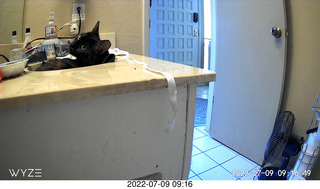 my cat Miss Pris at night