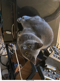 my cat Jane eating floral arrangement