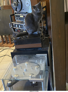 my cat Jane and turntables