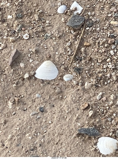 seashells on canal pathway